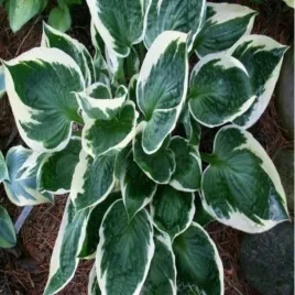 hosta-funkia-karin-sadzonka-sadzonki-hosty-funkie-wysokiej-jakosci