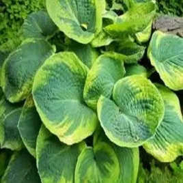 hosta-funkia-maple-leaf-sadzonka-sadzonki-hosty-funkie