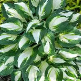 hosta-funkia-vulcan-1-szt-sadzonka-sadzonki-hosty-funkie