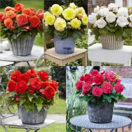 zestaw-begonia-superba-5-odmian-5-szt-duzy-kwiat-obfite-kwitnienie-bulwy