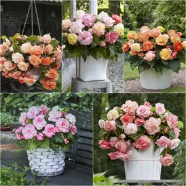 zestaw-begonia-dla-kolekcjonera-5-odmian-5-szt-begonie-bulwy-sadzonki