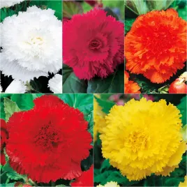 zestaw-begonia-strzepiasta-5-odmian-5-szt-begonie-bulwy-sadzonki-begoni