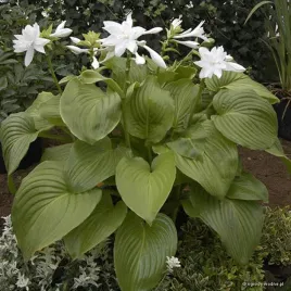 hosta-funkia-venus-1-szt-sadzonka-sadzonki-hosty-funkie