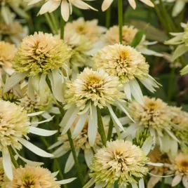 echinacea-jezowka-eccentric-yellow-1-szt-sadzonki-jezowki-sadzonka