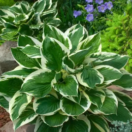 hosta-funkia-minuteman-1-szt-sadzonka-sadzonki-hosty-funkie