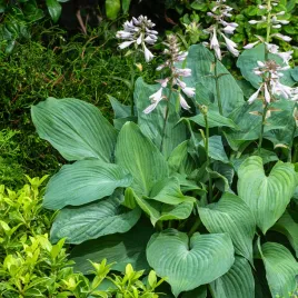 hosta-funkia-blue-mammoth-1-szt-sadzonka-sadzonki-hosty-funkie