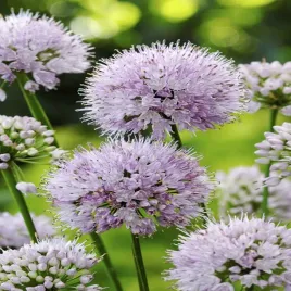 allium-czosnek-ozdobny-summer-beauty-1-szt-sadzonki