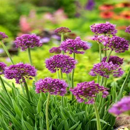allium-czosnek-ozdobny-senescens-1-szt-sadzonki