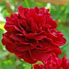 paeonia-piwonia-red-sarah-bernhardt-1-szt-piwonie-sadzonki-pachnaca