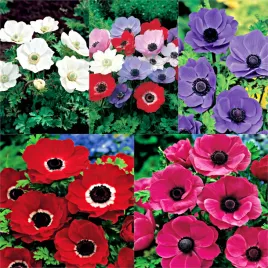 zestaw-anemon-pojedynczy-5-odmian-50-szt-anemony-zawilece-cebulki-cebule