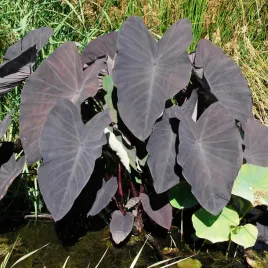 colocasia-black-magic-kolokazja-1-szt-sadzonki-cebulki