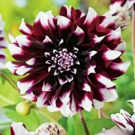 dalia-dekoracyjna-contraste-1-szt-dalie-sadzonki-dalii-sadzonka-duze-bulwy