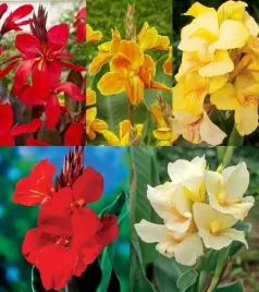 zestaw-5-canna-paciorecznik-5-odmian-5-szt-canny-sadzonki-kanna