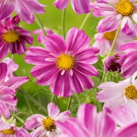cosmos-flamingo-kosmos-jasnorozowy-1-szt-sadzonka