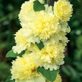 alcea-malwa-spring-celebrities-lemon-1-szt-malwy-sadzonki-sadzonka-odporna