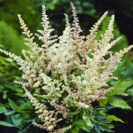 astible-tawulka-peaches-and-cream-1-szt-sadzonki-tawulki-kolorowa-trawa