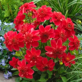 dahlia-dalia-anemonowa-inca-1-szt-dalie-sadzonki-dalii-sadzonka-karpy-karpa