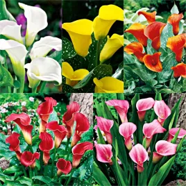 zestaw-1-zantedeschia-calla-5-odmian-5-szt-cebulki-kwiatowe-bulwy