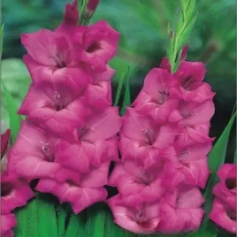 gladiolus-mieczyk-wielkokwiatowy-fidelio-5-szt-cebulki-mieczyki-cebule