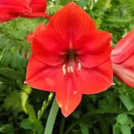 hippeastrum-amarylis-mastermind-1-szt-cebule-cebula-amarylisy