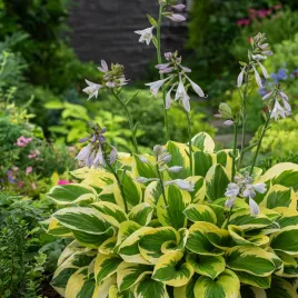 hosta-funkia-brim-cup-1-szt-sadzonka-sadzonki-hosty-funkie