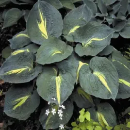 hosta-funkia-thunderbolt-1-szt-sadzonka-sadzonki-hosty-funkie