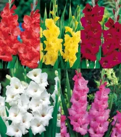 zestaw-2-mieczyk-wielkokwiatowy-5-odmian-25-szt-cebulki-mieczyki-cebule