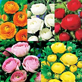 zestaw-1-ranunculus-jaskier-5-odmian-25-szt-jaskry-cebule-cebulki