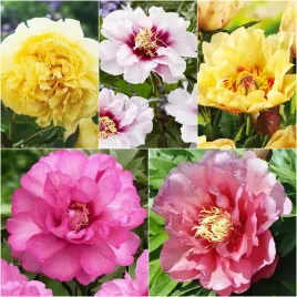 zestaw-6-piwonia-drzewiasta-piwonie-pachnace-sadzonkizestaw-6-piwonia-drzew