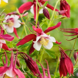 aquilegia-orlik-pojedynczy-crimson-star-1-szt-orliki-sadzonki-orlikow