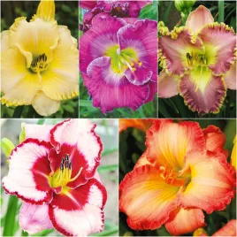 zestaw-5-hemerocallis-liliowiec-5-odmian-5-szt-liliowce-sadzonki