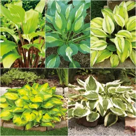 zestaw-4-hosta-funkia-5-odmian-5-szt-sadzonki-hosty-funkie