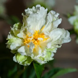 paeonia-piwonia-green-halo-1-szt-piwonie-sadzonki-pachnaca