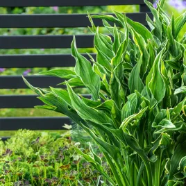 hosta-funkia-praying-hands-1-szt-sadzonka-sadzonki-hosty-funkie