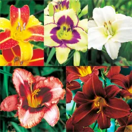 zestaw-2-hemerocallis-liliowiec-5-odmian-5-szt-liliowce-sadzonki
