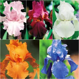 zestaw-1-irys-germanica-5-odmian-5-szt-irysy-sadzonki-irysow-kosaciec
