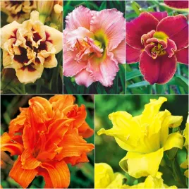 zestaw-3-hemerocallis-liliowiec-podwojny-5-odmian-5-szt-liliowce-sadzonki