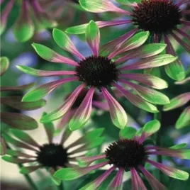 echinacea-jezowka-green-envy-1-szt-sadzonki-jezowki-sadzonka