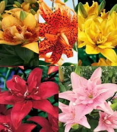 zestaw-lilia-pelna-5-odmian-5-szt-cebulki-lilii-cebule-lilie