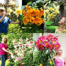 zestaw-3-lilia-drzewiasta-5-odmian-5-szt-cebulki-lilii-cebule-lilie