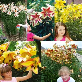 zestaw-1-lilia-drzewiasta-5-odmian-5-szt-cebulki-lilii-cebule-lilie