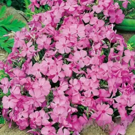 phlox-plomyk-daniels-cushion-1-szt-floksy-sadzonki-kwiatow