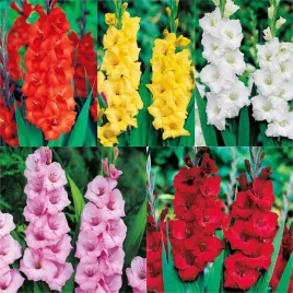 zestaw-1-mieczyk-wielkokwiatowy-xxl-5-odmian-25-szt-cebulki-mieczyki-cebule