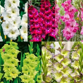 zestaw-24-gladiolus-mieczyk-5-odmian-25-szt-cebulki-mieczyki-cebule