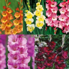 zestaw-16-mieczyk-wielkokwiatowy-5-odmian-25-szt-cebulki-mieczyki-cebule