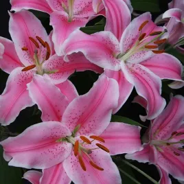 lilium-lilia-orientalna-marriott-1-szt-cebule-lilii-cebulki-kwiatowe
