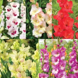 zestaw-26-gladiolus-mieczyk-5-odmian-25-szt-cebulki-mieczyki-cebule