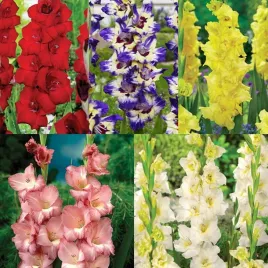 zestaw-14-mieczyk-wielkokwiatowy-5-odmian-25-szt-cebulki-mieczyki-cebule