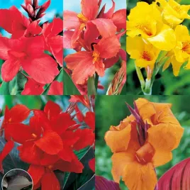 zestaw-3-canna-paciorecznik-5-odmian-5-szt-canny-sadzonki-kanna