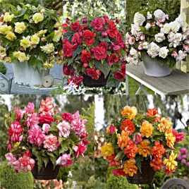 zestaw-begonia-zwisajaca-pelna-pachnaca-5-odmian-5-szt-begonie-bulwy
